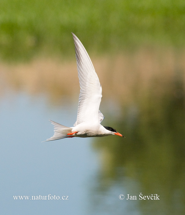 Rybár riečny (Sterna hirundo)