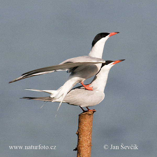 Rybár riečny (Sterna hirundo)