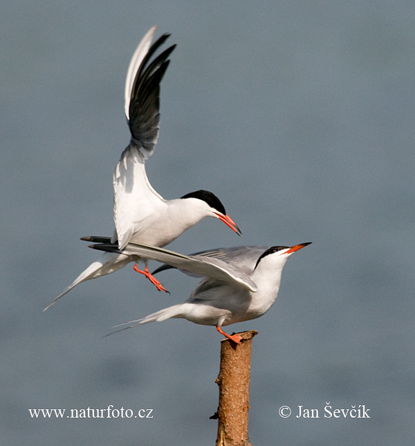 Rybár riečny (Sterna hirundo)