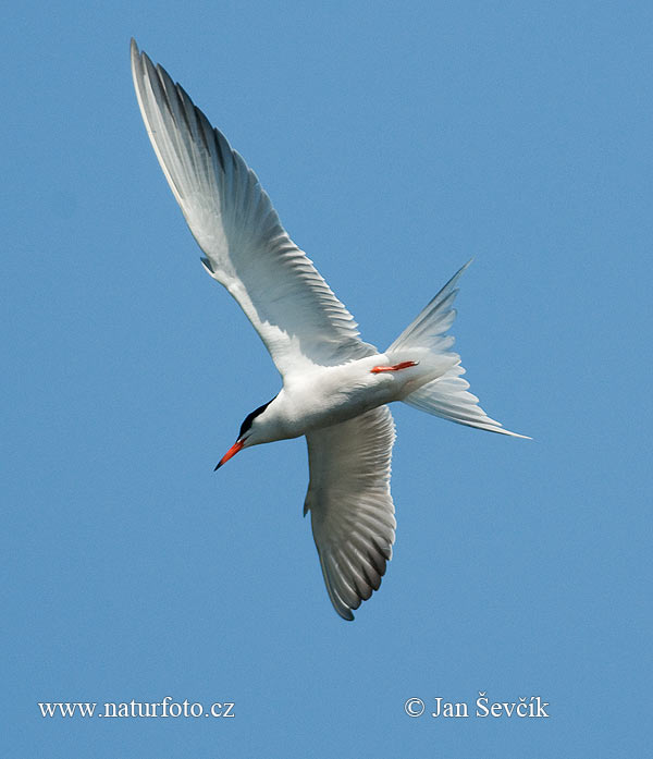 Rybár riečny (Sterna hirundo)