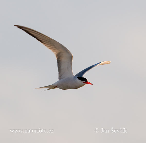 Rybár riečny (Sterna hirundo)