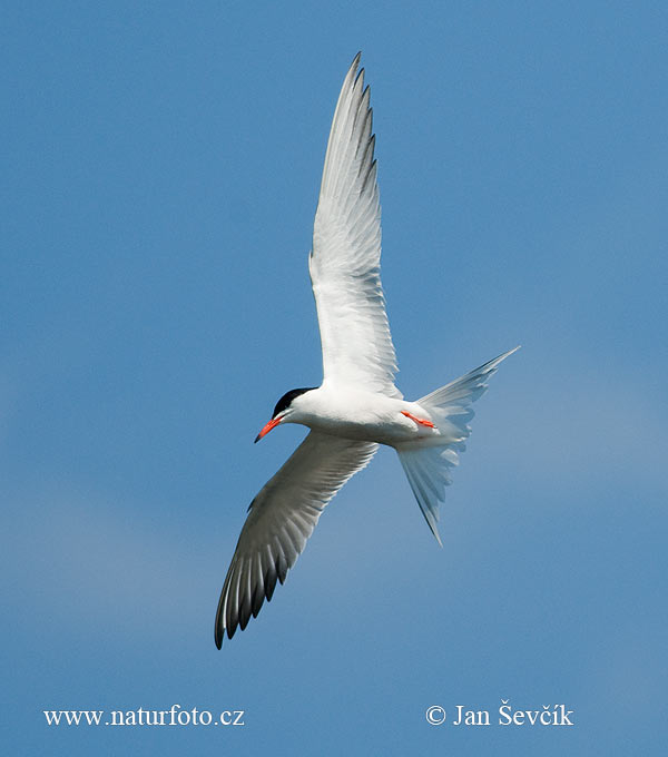 Rybár riečny (Sterna hirundo)