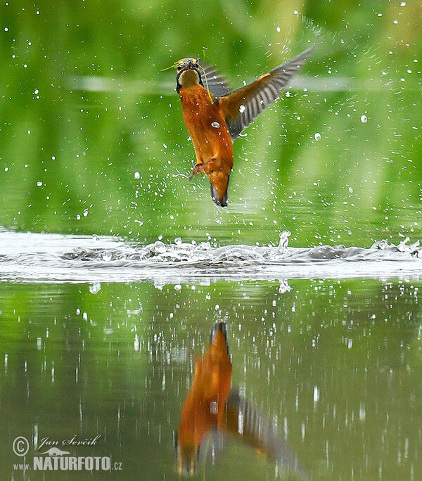 Rybárik riečny (Alcedo atthis)