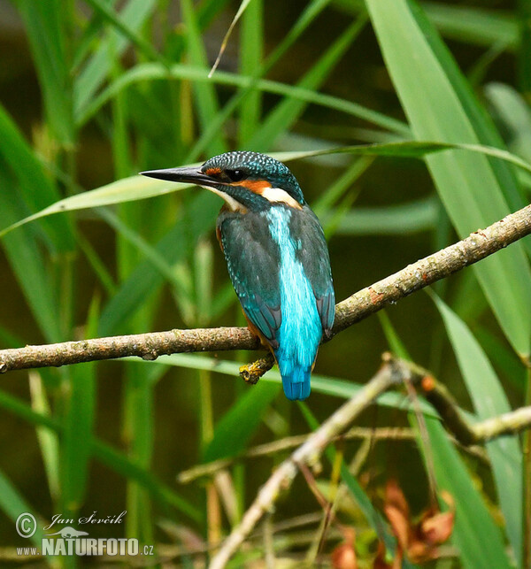 Rybárik riečny (Alcedo atthis)