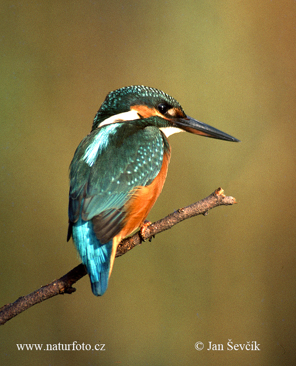 Rybárik riečny (Alcedo atthis)