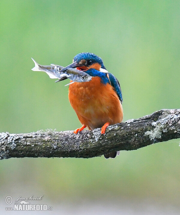 Rybárik riečny (Alcedo atthis)