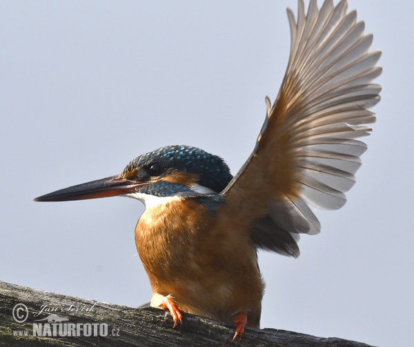 Rybárik riečny (Alcedo atthis)