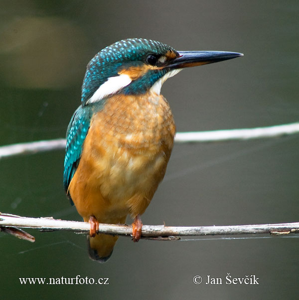 Rybárik riečny (Alcedo atthis)