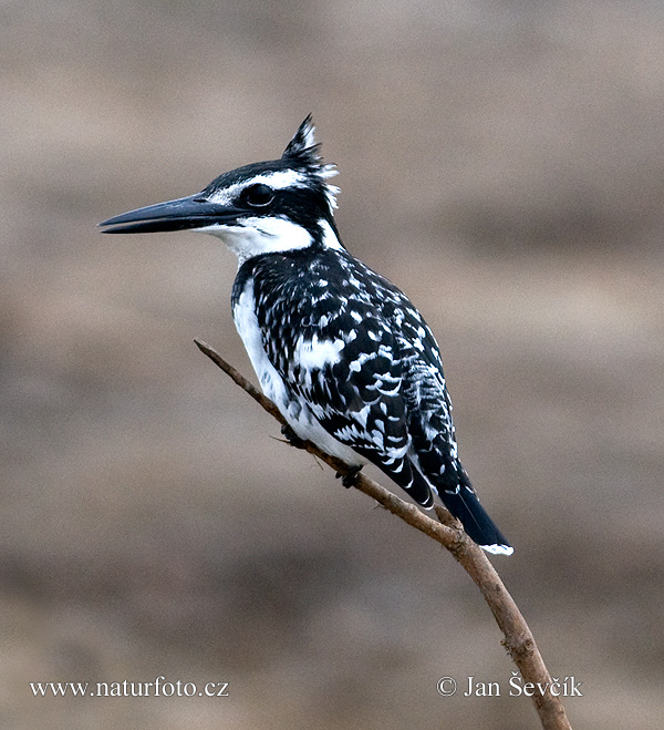 Rybárik strakatý (Ceryle rudis)