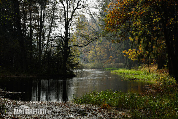 Rybník Nové Jezero (Tre)