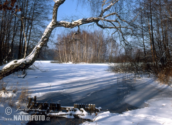 Rybník Žofinka (Tre)