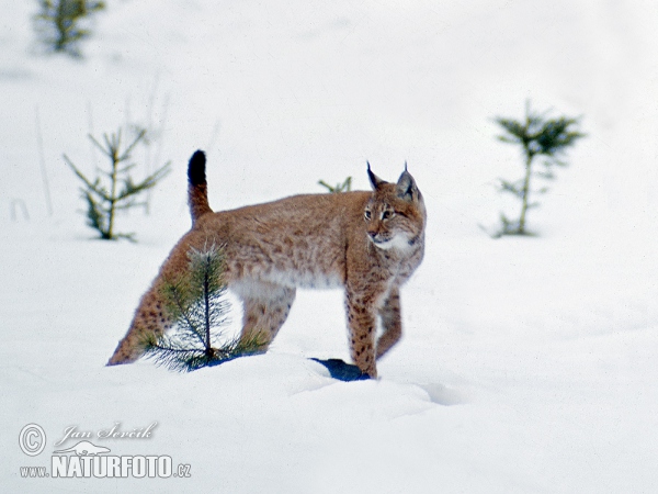 Rys ostrovid (Lynx lynx)