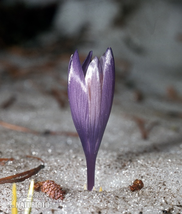 Šafrán karpatský (Crocus heuffelianus)