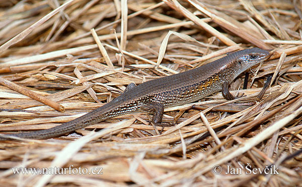 Scink (Eutropis multifasciata)