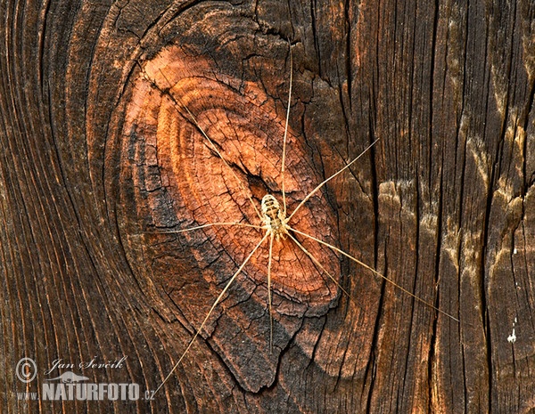 Sekáč (Opilionida)