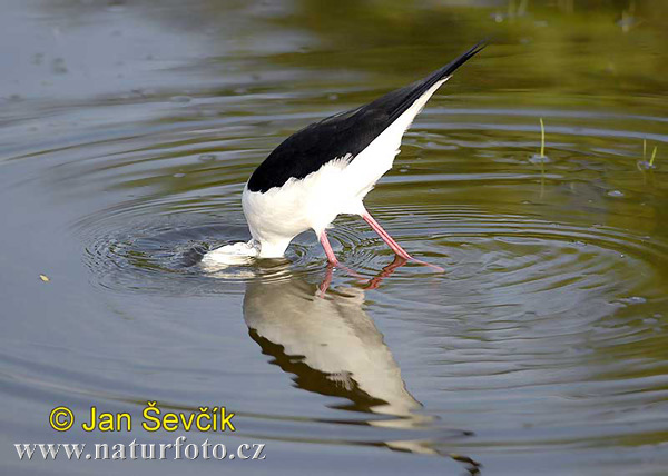 Šišila bocianovitá (Himantopus himantopus)