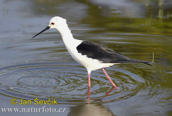 Šišila bocianovitá (Himantopus himantopus)