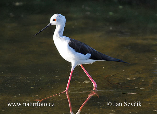 Šišila bocianovitá (Himantopus himantopus)