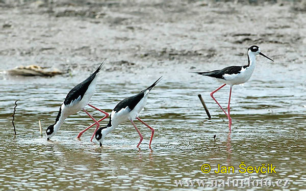 Šišila čiernokrká (Himantopus mexicanus)