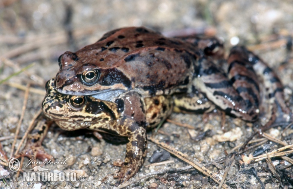 Skokan hnědý (Rana temporaria)