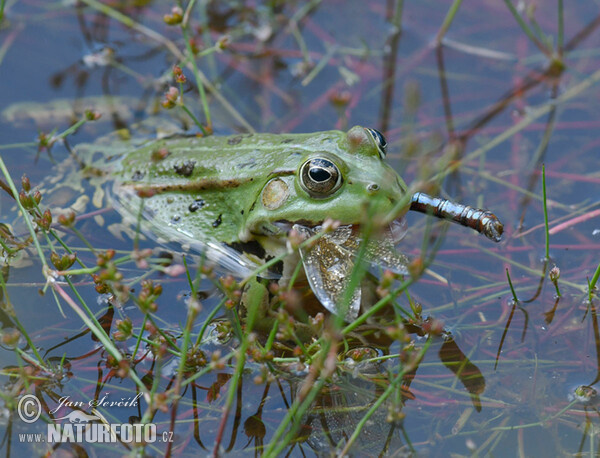 Skokan krátkonohý (Rana lessonae)