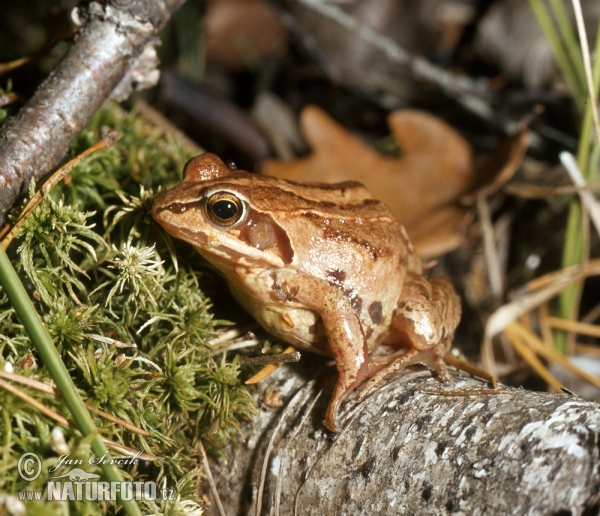 Skokan ostronosý (Rana arvalis)