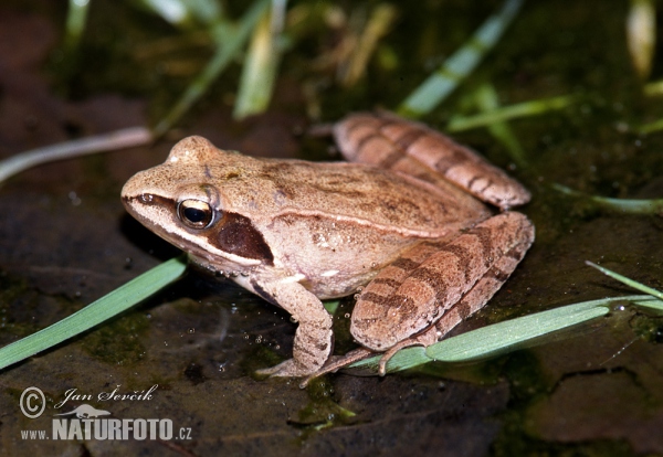 Skokan štíhly (Rana dalmatina)