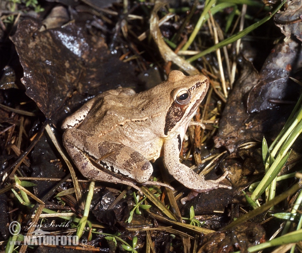 Skokan štíhly (Rana dalmatina)