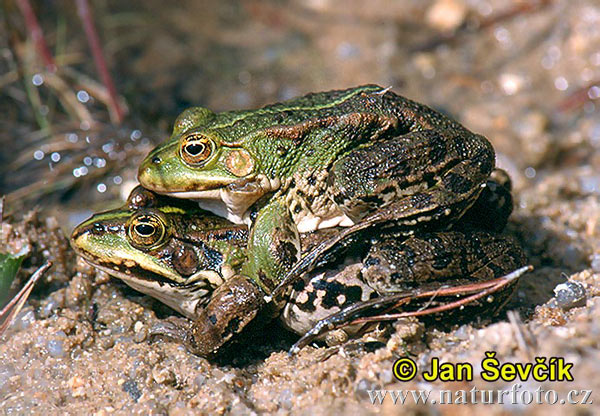 Skokan zelený (Rana esculenta)