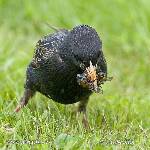 Škorec lesklý obyčajný (Sturnus vulgaris)