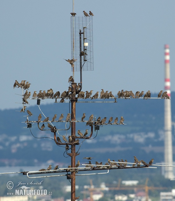 Škorec lesklý obyčajný (Sturnus vulgaris)