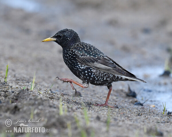 Škorec lesklý obyčajný (Sturnus vulgaris)