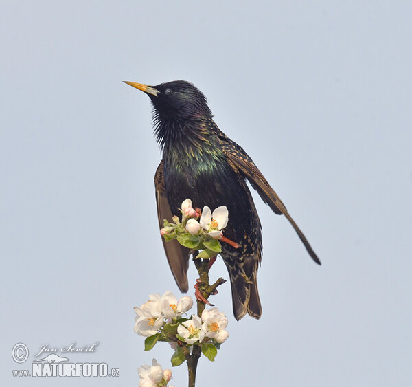 Škorec lesklý obyčajný (Sturnus vulgaris)