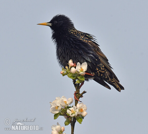 Škorec lesklý obyčajný (Sturnus vulgaris)