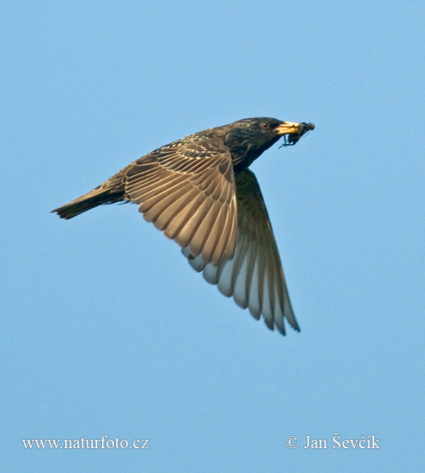 Škorec lesklý obyčajný (Sturnus vulgaris)