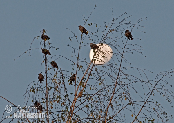 Škorec lesklý obyčajný (Sturnus vulgaris)