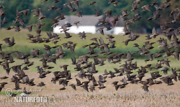 Škorec lesklý obyčajný (Sturnus vulgaris)