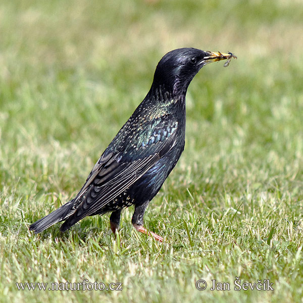 Škorec lesklý obyčajný (Sturnus vulgaris)