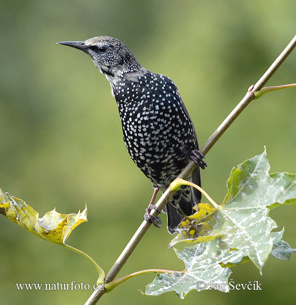 Škorec lesklý obyčajný (Sturnus vulgaris)