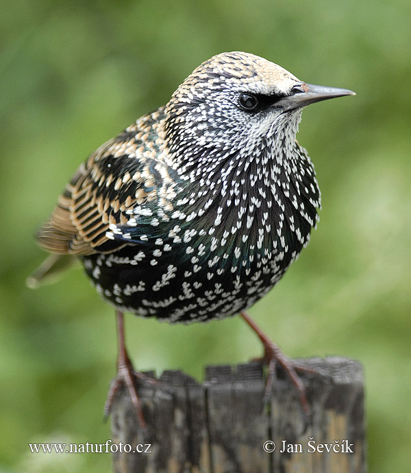 Škorec lesklý obyčajný (Sturnus vulgaris)