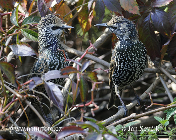 Škorec lesklý obyčajný (Sturnus vulgaris)