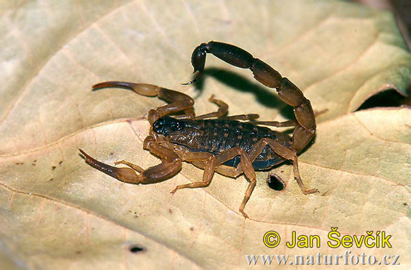 Škorpión (Lychas mucronatus)