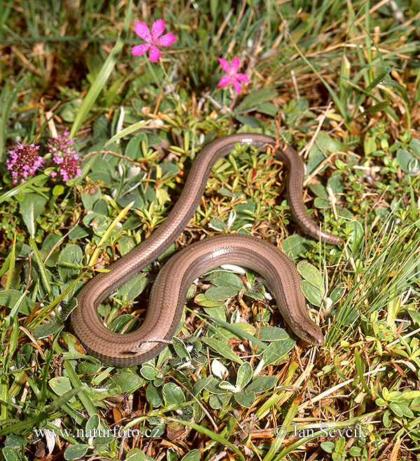 Slepúch lámavý (Anguis fragilis)