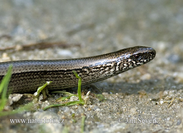 Slepúch lámavý (Anguis fragilis)