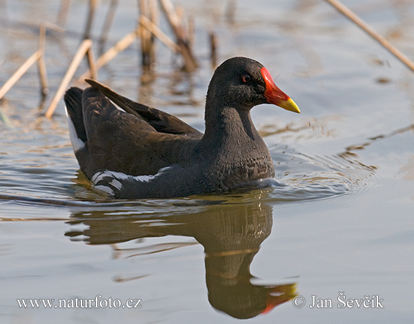 Sliepočka vodná (Gallinula chloropus)