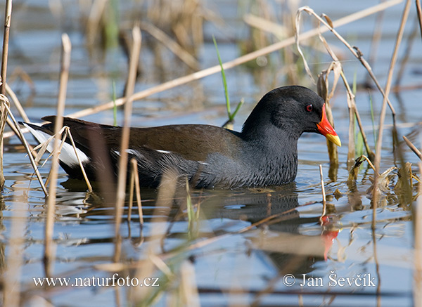 Sliepočka vodná (Gallinula chloropus)