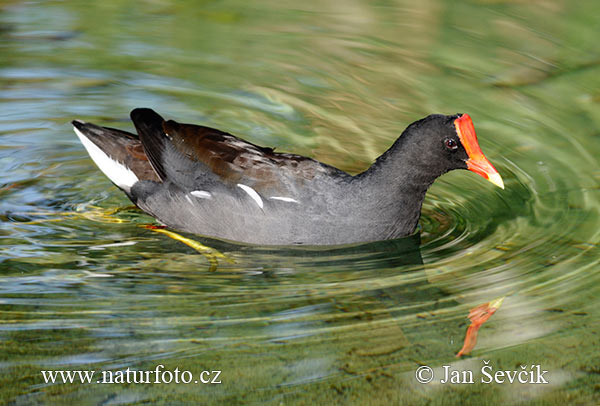 Sliepočka vodná (Gallinula chloropus)