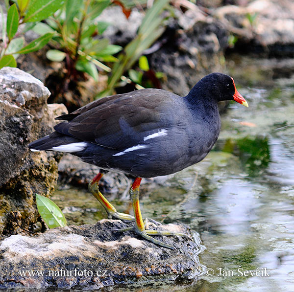 Sliepočka vodná (Gallinula chloropus)