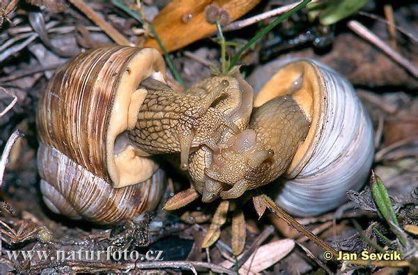 Slimák záhradný (Helix pomatia)