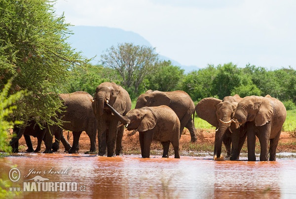 Slon africký (Loxodonta africana)